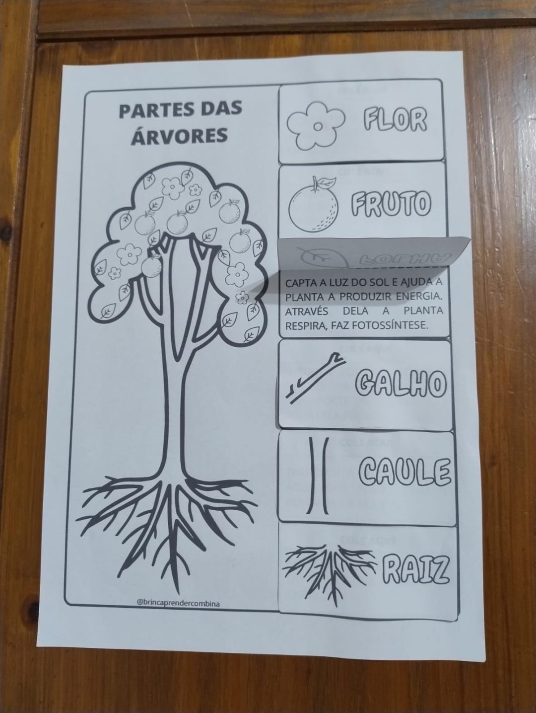Partes das Árvores e suas funções – BrincAprender ComBina