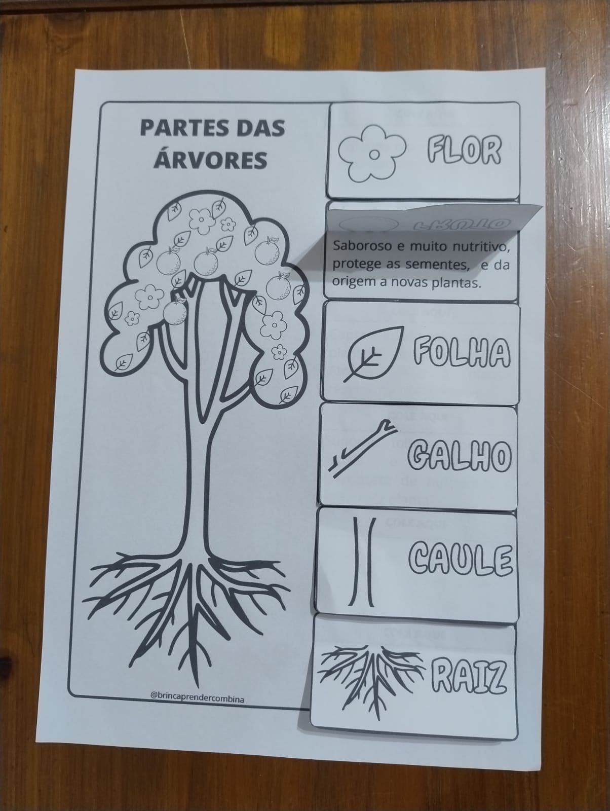 Partes das Árvores e suas funções – BrincAprender ComBina