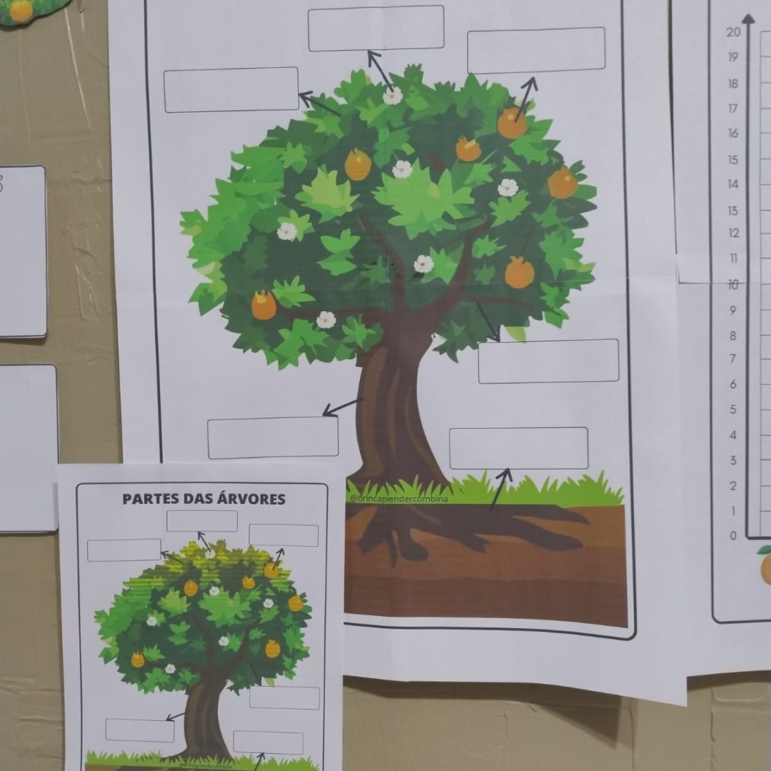 Partes da árvore